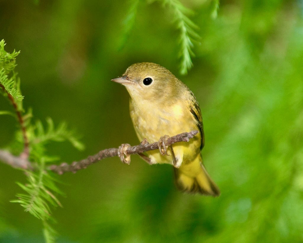 Yellow Warbler female by Russ Wigh is licensed under CC BY-NC-ND 2.0